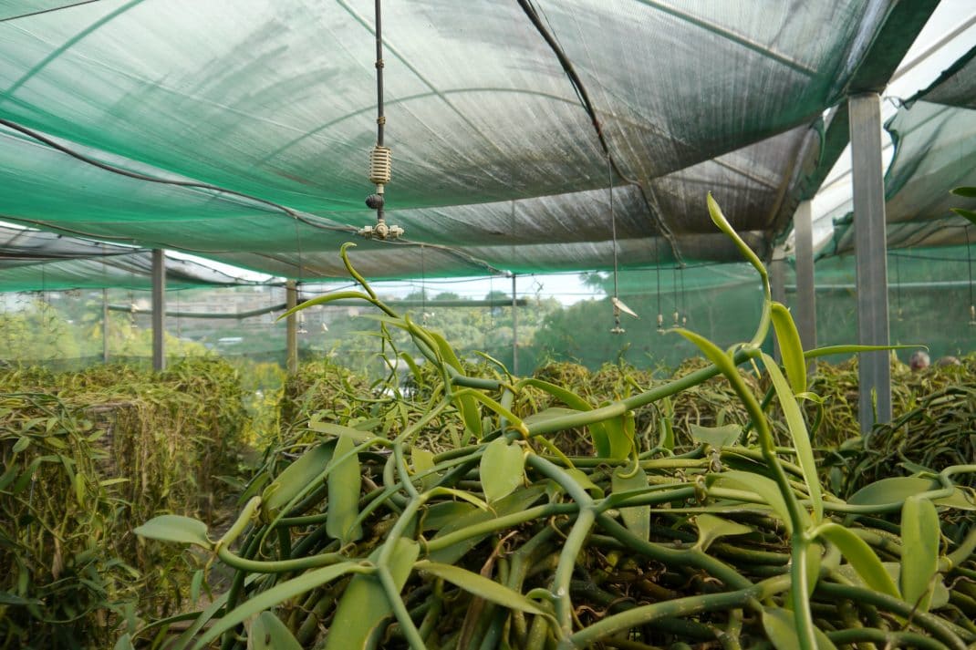 Vanilla production in a plastic greenhouse Horti Generation