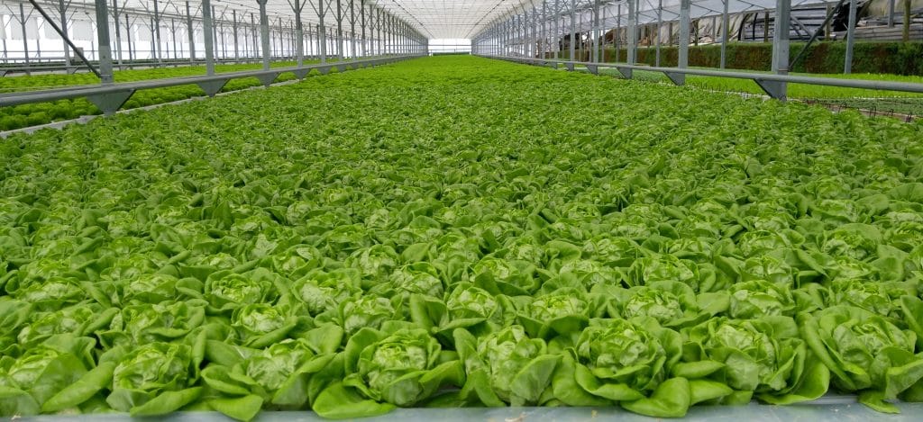 Hydroponic Introduction Lettuce On Nft System Under Greenhouses Horti Generation