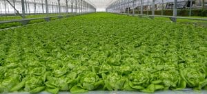 Système de culture hydroponique pour salade et plantes aromatiques NFT