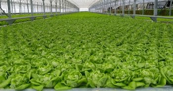 Système de culture hydroponique pour salade et plantes aromatiques NFT