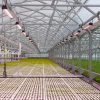 Greenhouse and horticulture industry blog