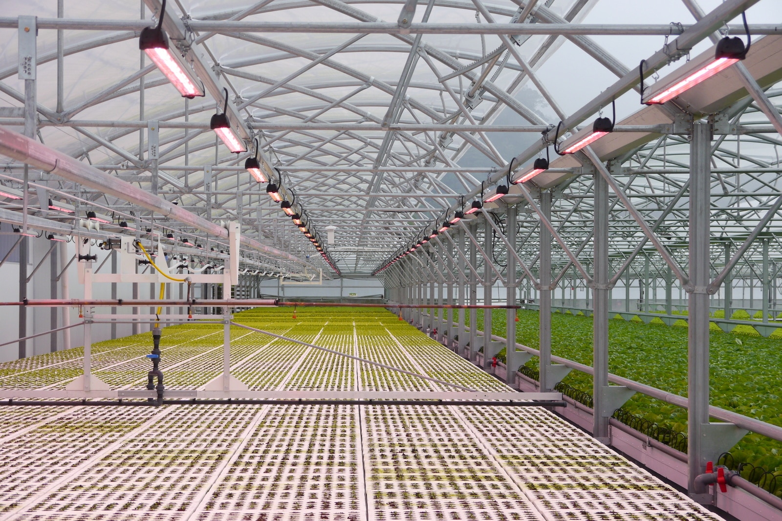 Greenhouse and horticulture industry blog