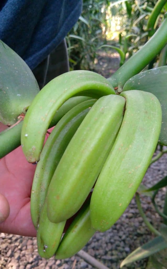 Photos report growing vanilla under greenhouses in Tahiti Horti