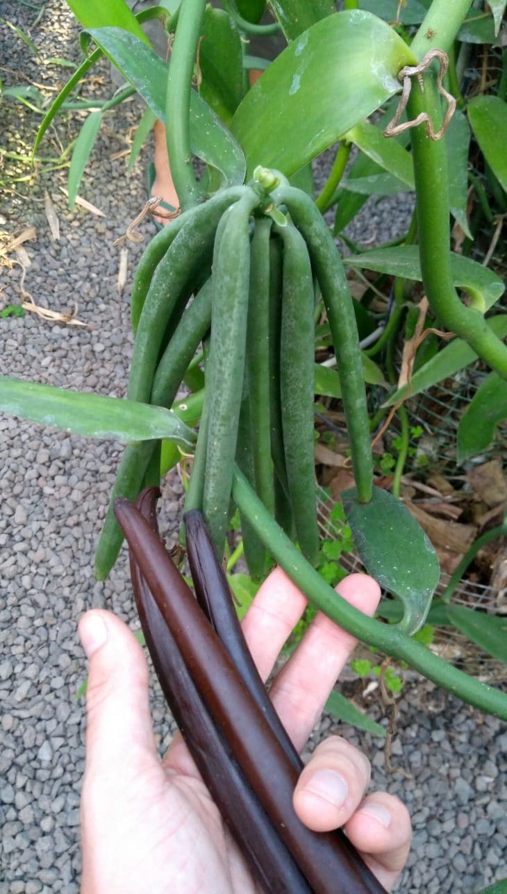 Vanilla production in a plastic greenhouse Horti Generation