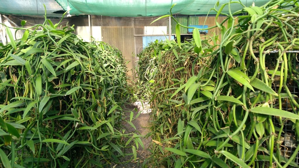 Growing vanilla in a greenhouse system in Tahiti Horti Generation