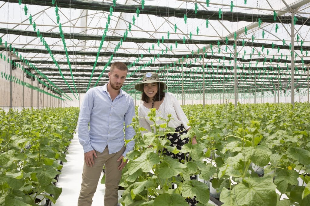 Chaudière basse température pour serres de fraises, culture hors-sol