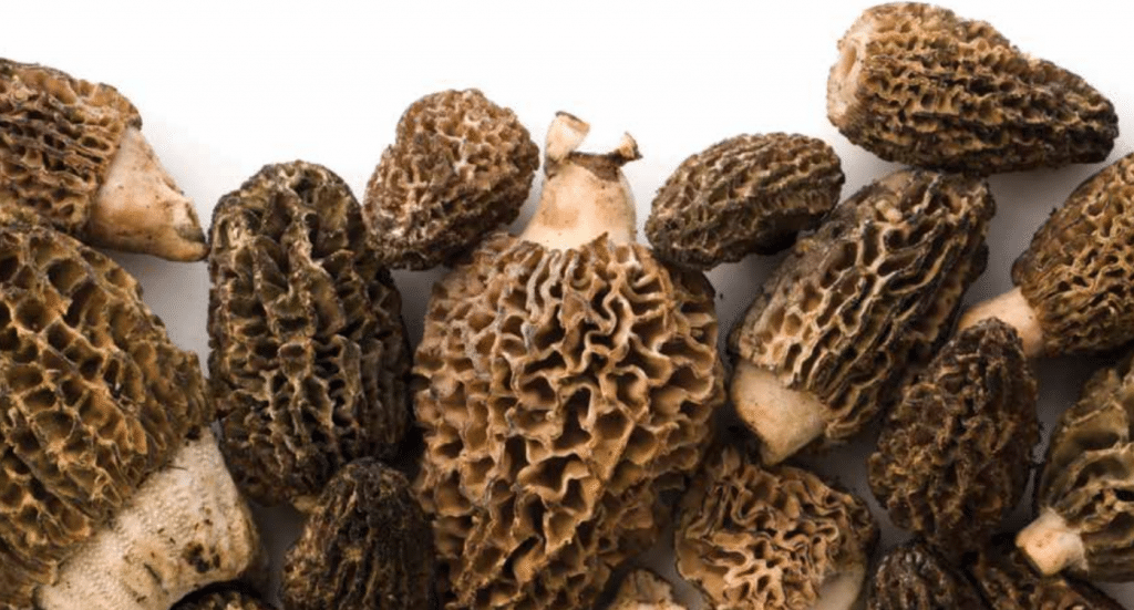 Production de morilles en serre - Horti Generation