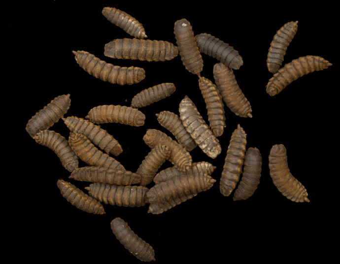 Larves de mouches noires soldats produites sous serres transformées en aliment pour animaux