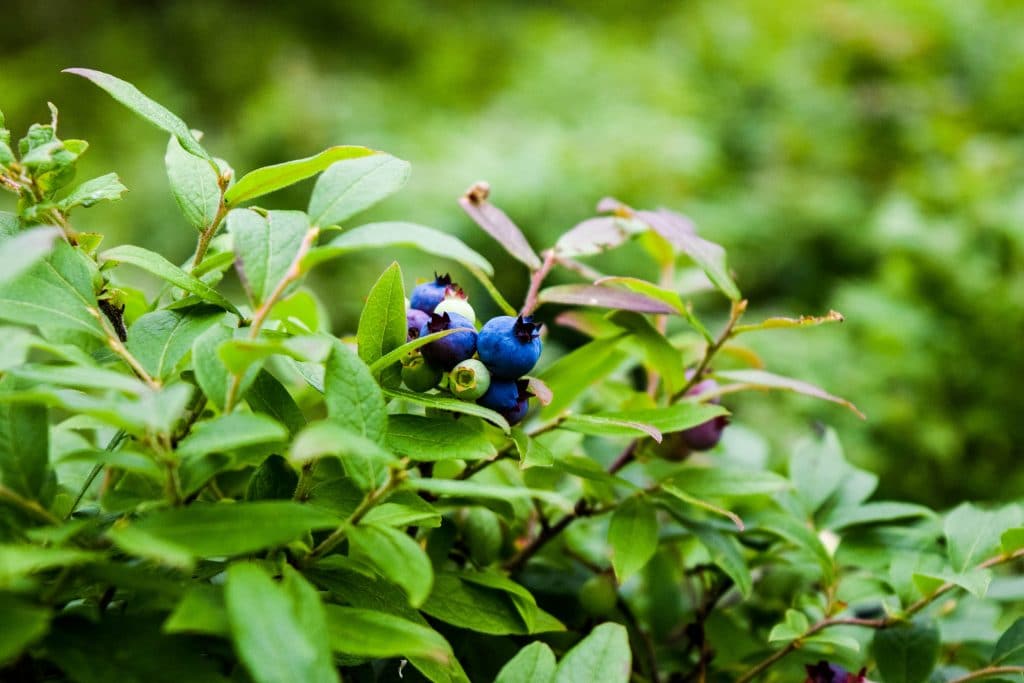 Invernaderos con plástico luminiscente para lograr berries más productivos  - Agrónoma