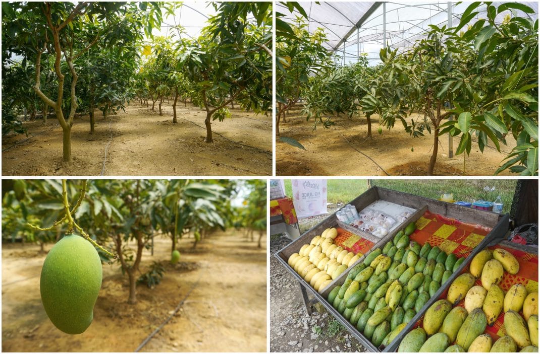 Mango trees cultivation under greenhouses conditions Horti Generation