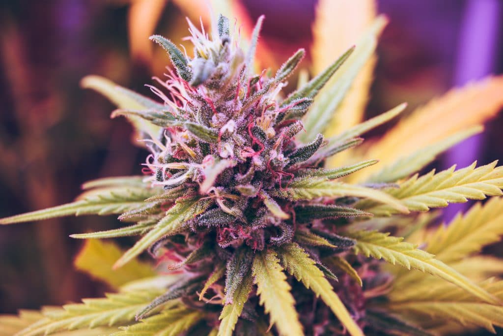 Les substances du cannabis comme le THC et les Cannabidiol (CBD) en font une plante convoitée pour ses propriétés