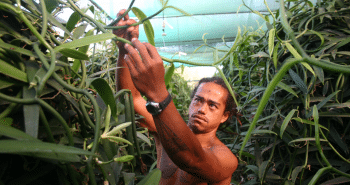 How to grow and produce vanilla under greenhouses