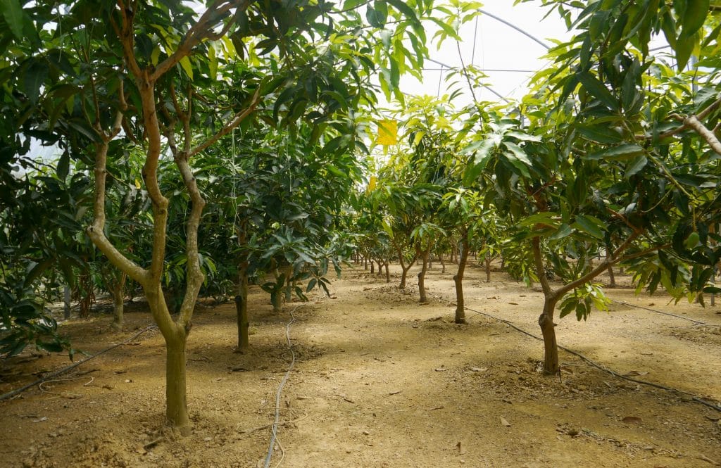 mango tree under greenhouses