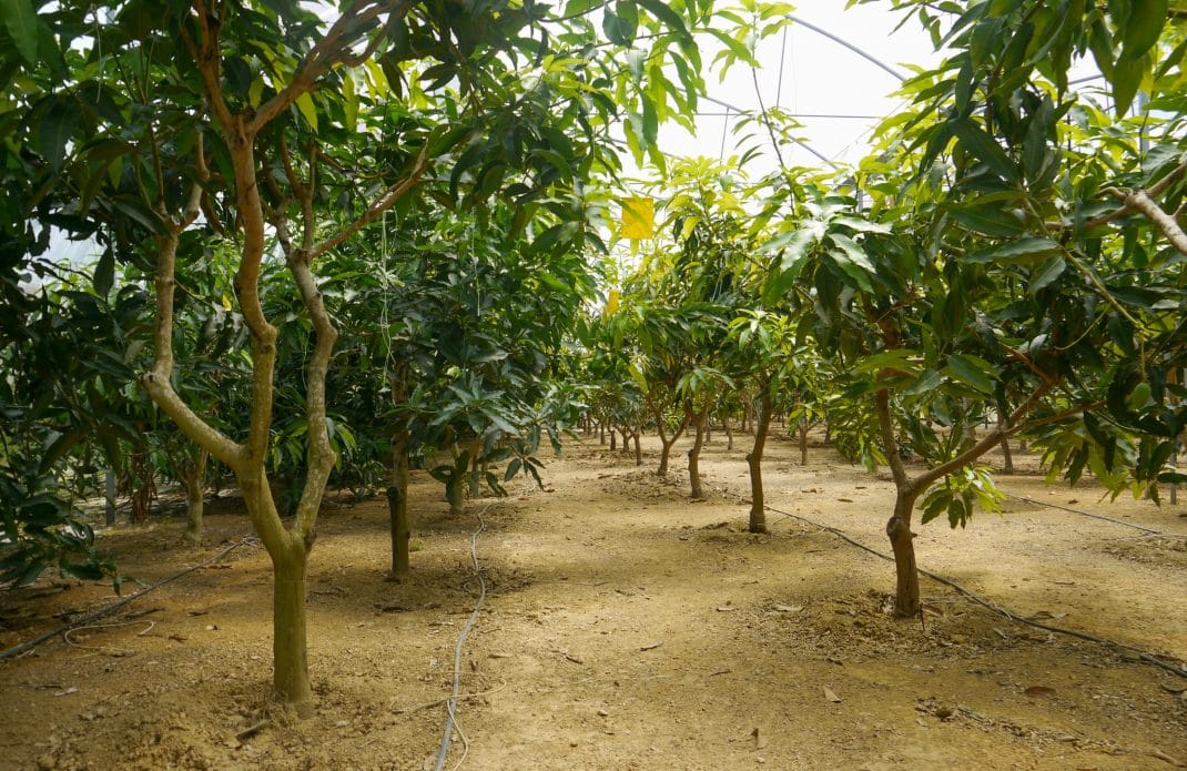 Mango trees cultivation under greenhouses conditions Horti Generation