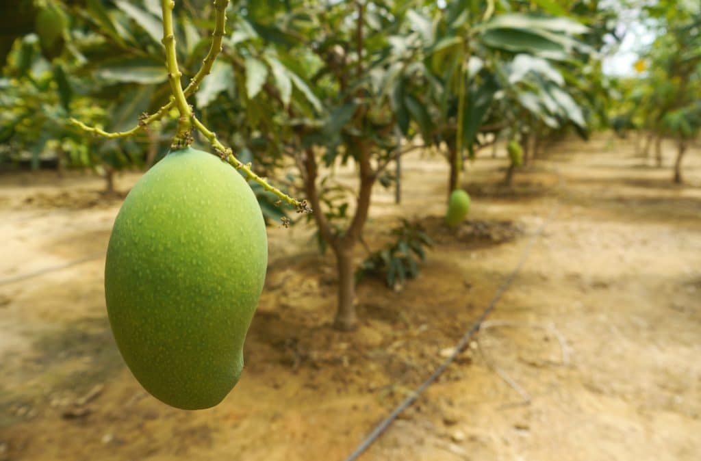 culture de manguiers sous serres