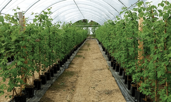 Invernaderos con plástico luminiscente para lograr berries más productivos  - Agrónoma
