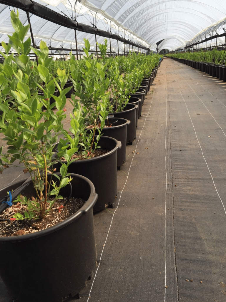 Intensive blueberries production using poly greenhouses Horti Generation