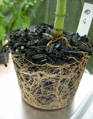 This image has an empty alt attribute; its file name is Biochar-potential-for-horticulture.png