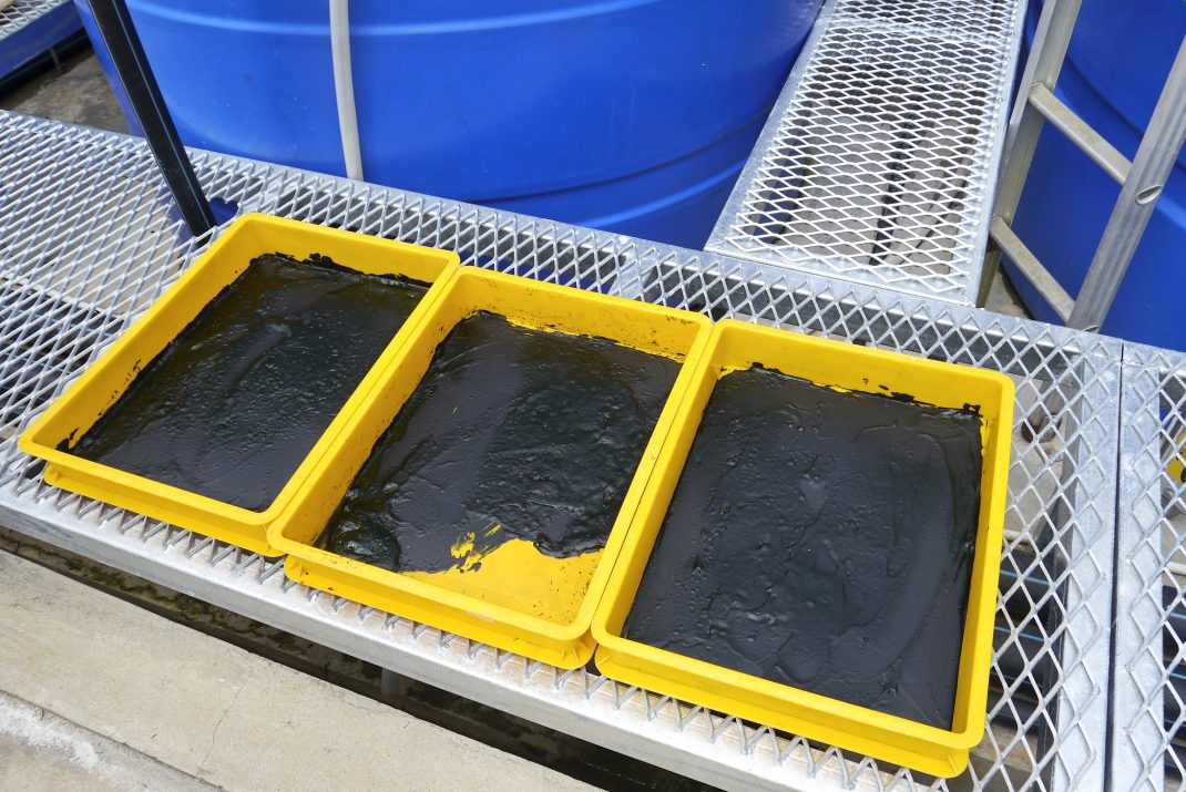 Growing spirulina (Arthrospira genus) under greenhouses Horti Generation