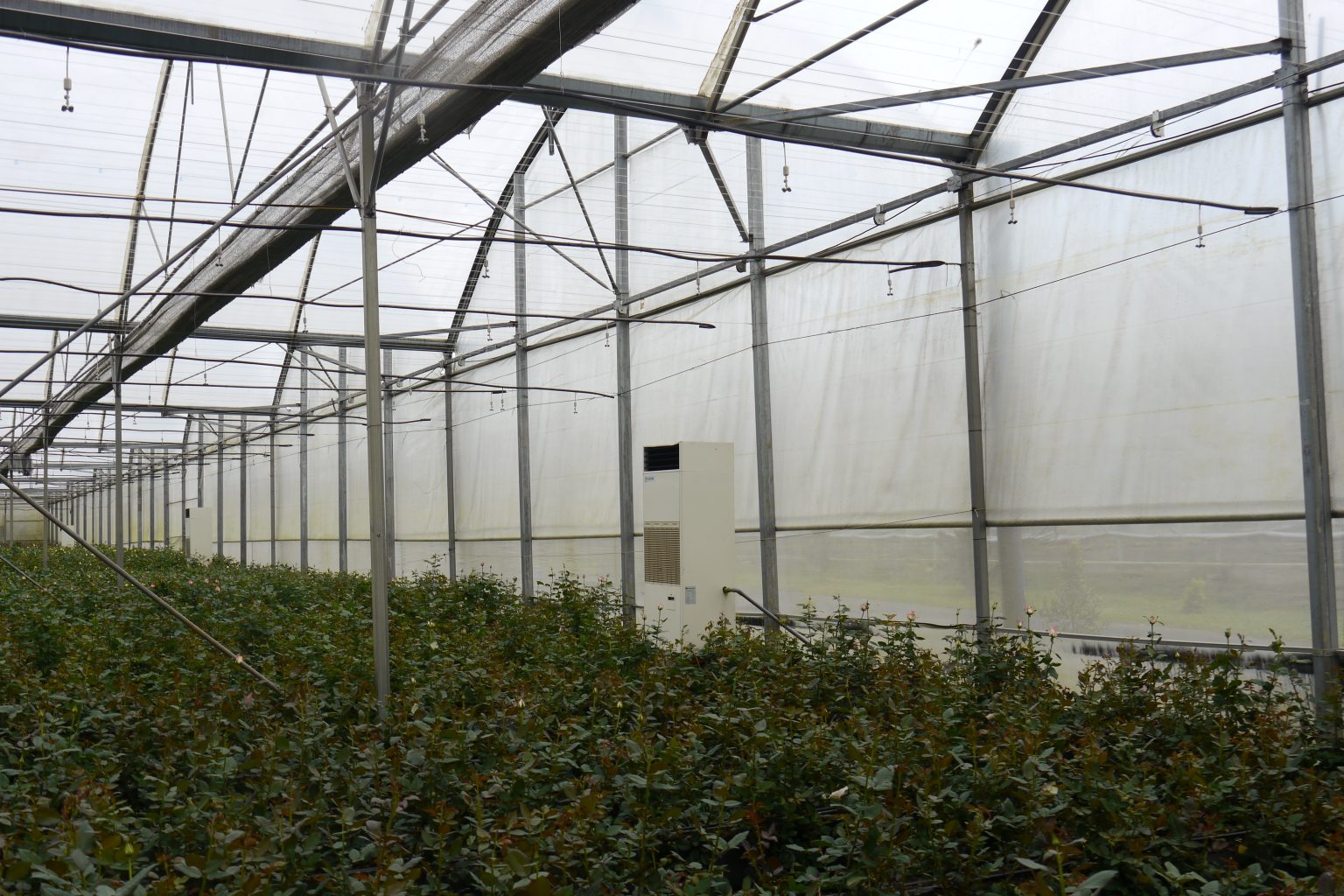 Dehumidification importance in a hightech cannabis production