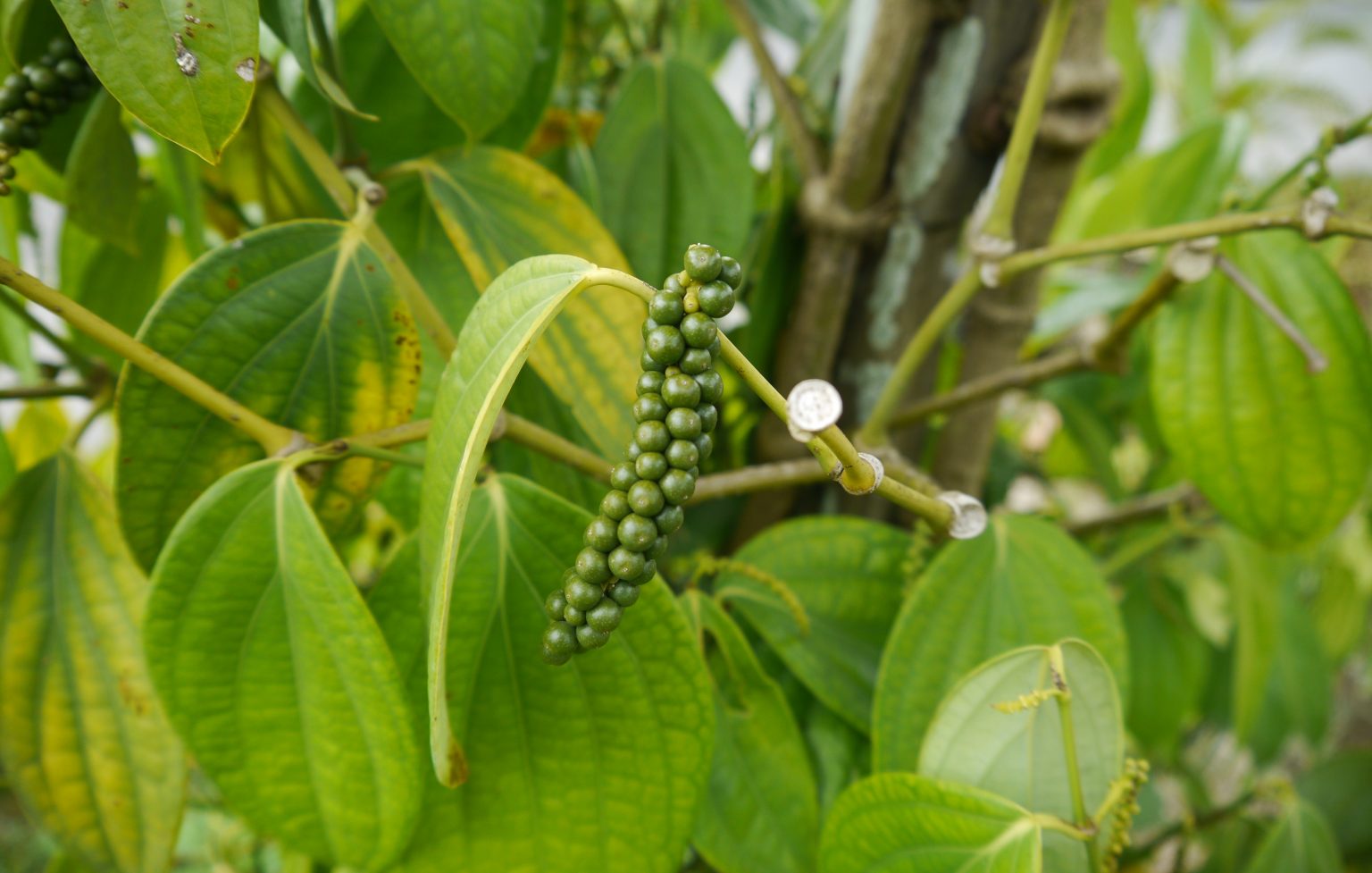 Sarawak (Borneo) black pepper production in Malaysia Horti Generation
