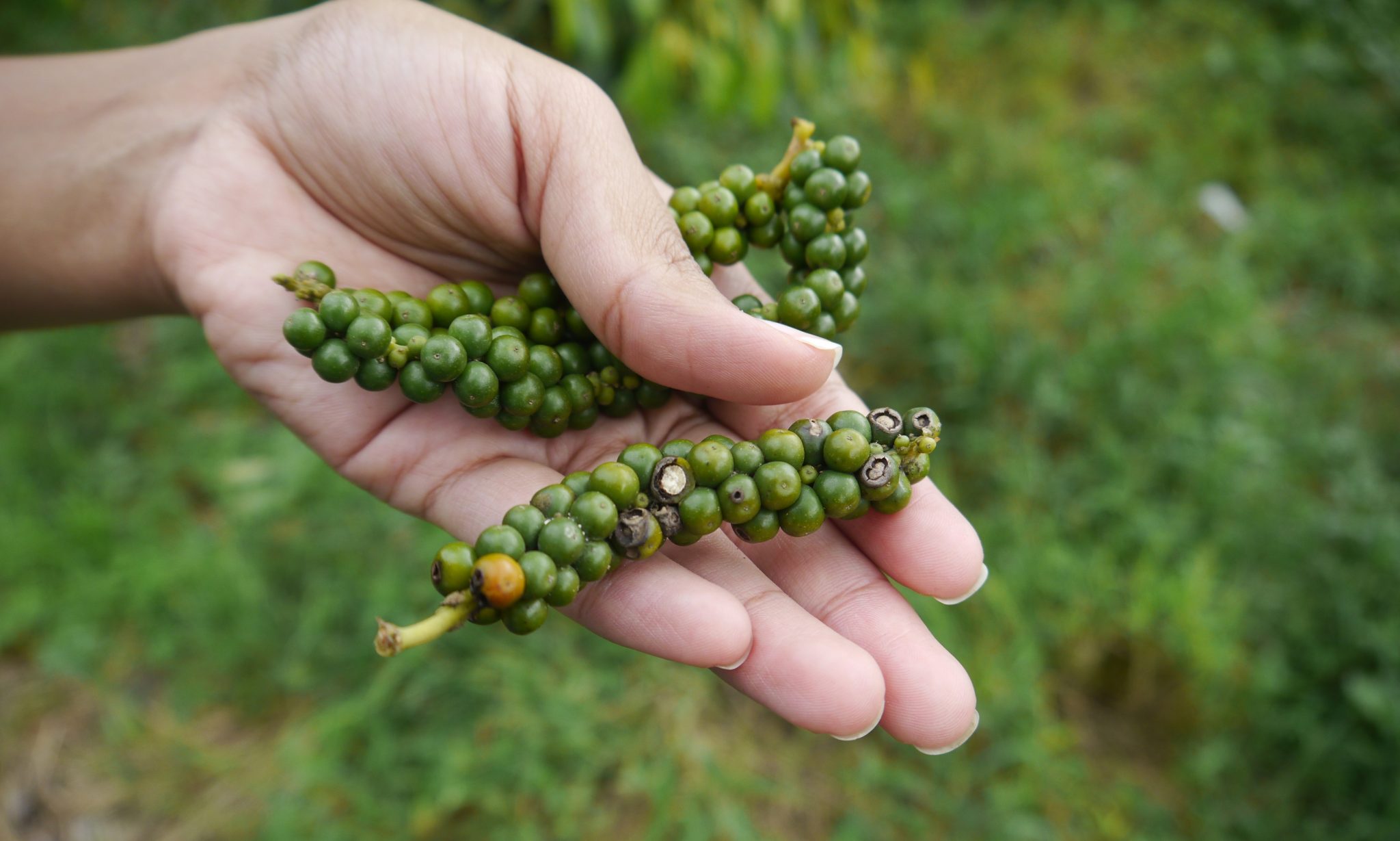 Sarawak (Borneo) black pepper production in Malaysia Horti Generation