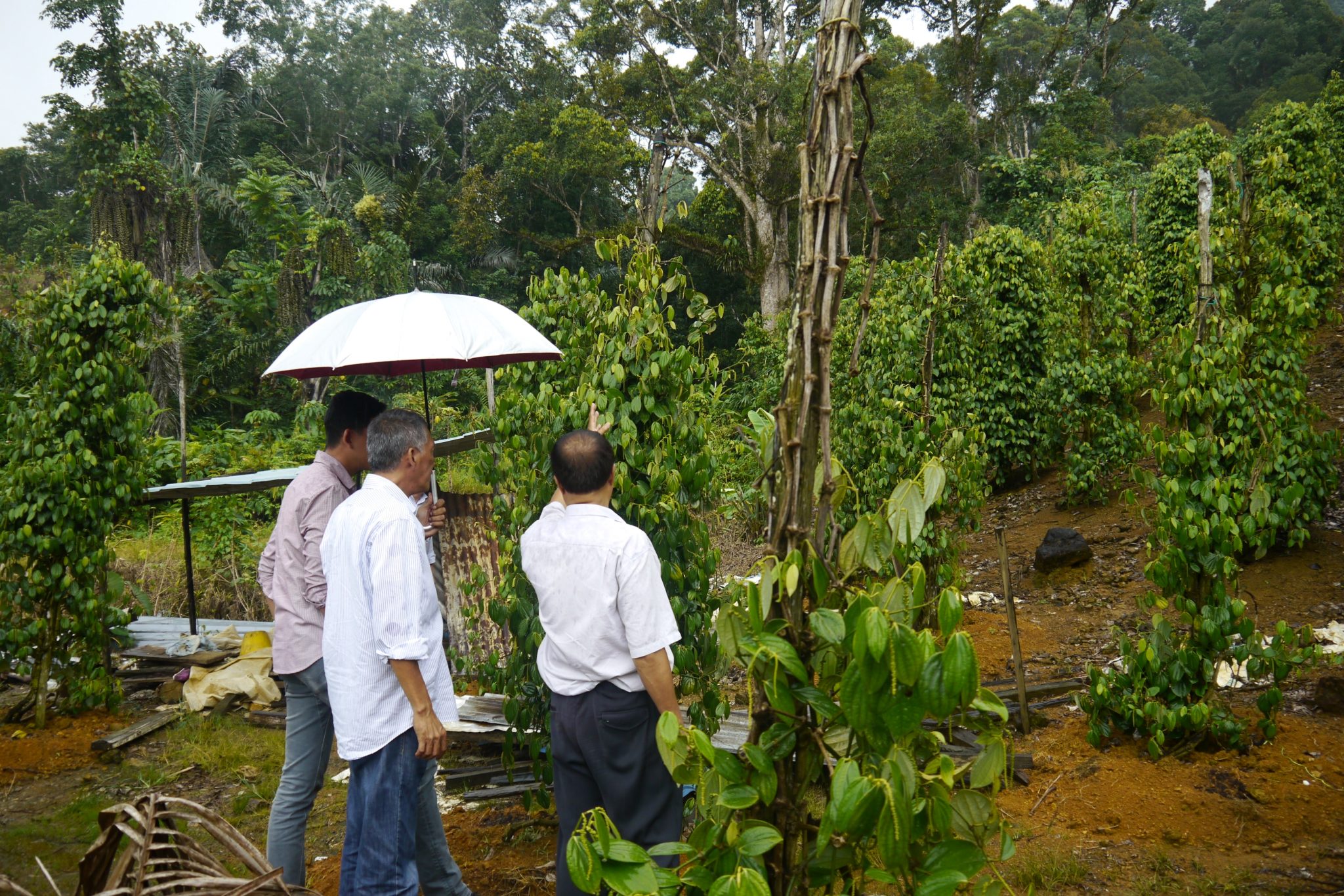 Reportaje fotográfico Producción de pimienta negra de Sarawak (Borneo