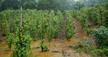 Black pepper production in the Sarawak region, Borneo island in Malaysia