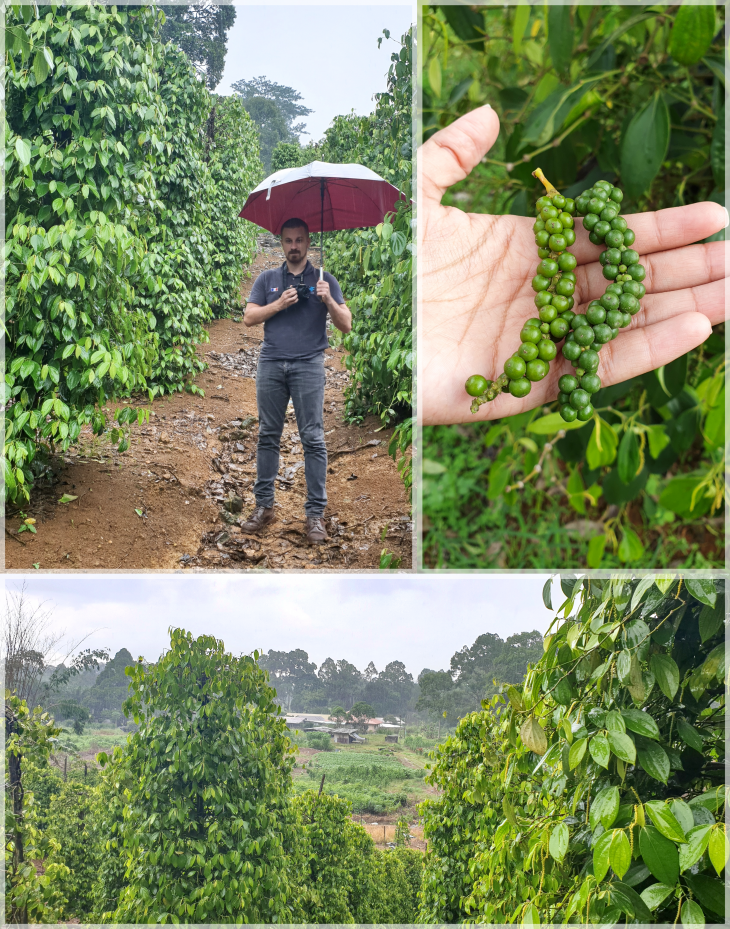 Sarawak (Borneo) black pepper production in Malaysia Horti Generation