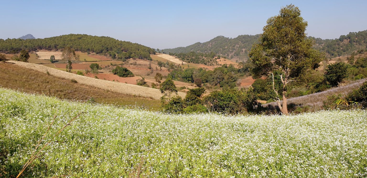 Photo report: Traditional agriculture in Myanmar (Burma) - Horti Generation