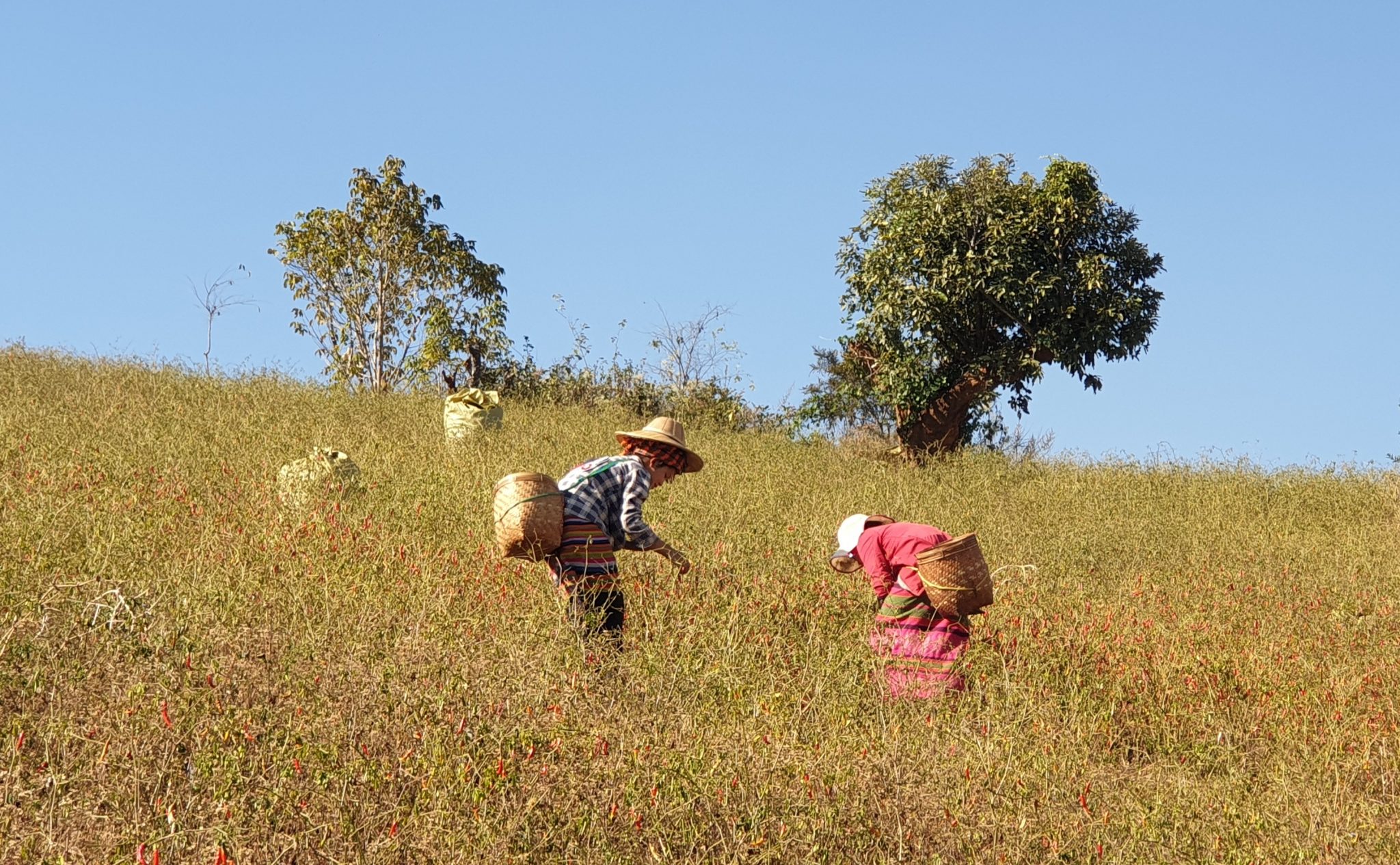 Photo report: Traditional agriculture in Myanmar (Burma) - Horti Generation