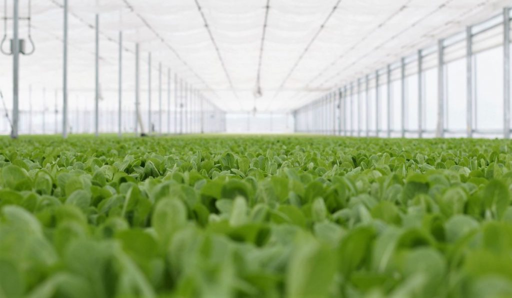 Production de morilles en serre individuelle Horti Generation