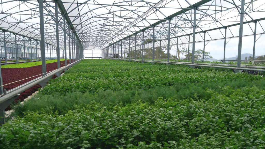 Mixed herbs cultuvation in a high tech hydroponic system in North America (USA) and Canada
