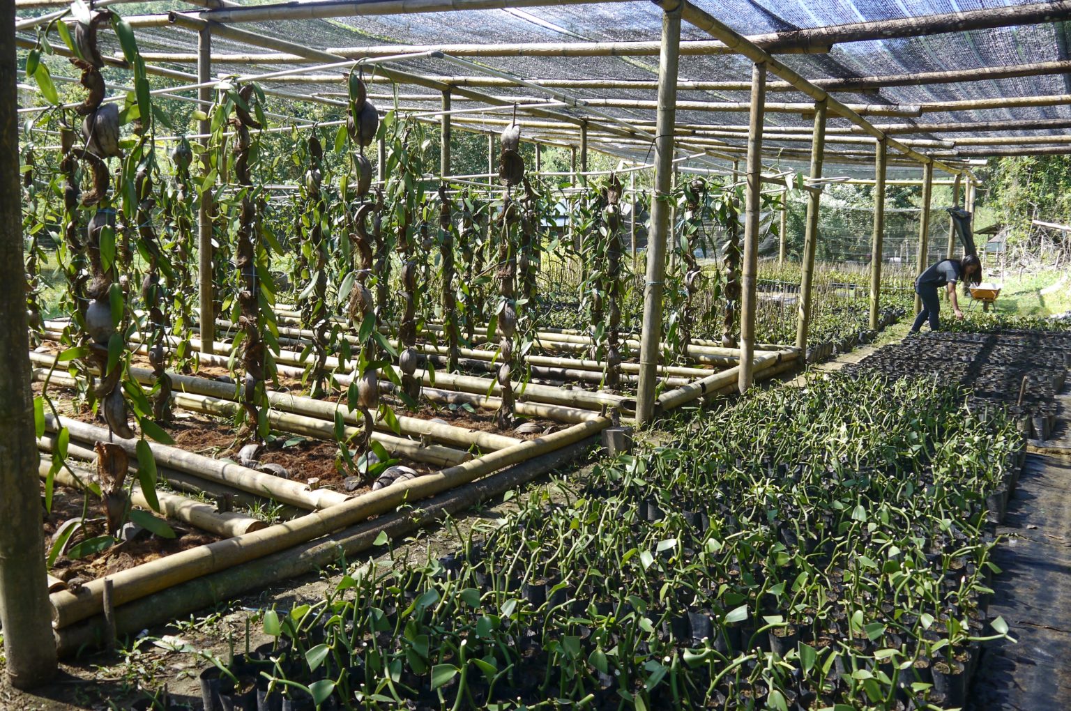 Photo report Traditional vanilla cultivation in Borneo (Sabah