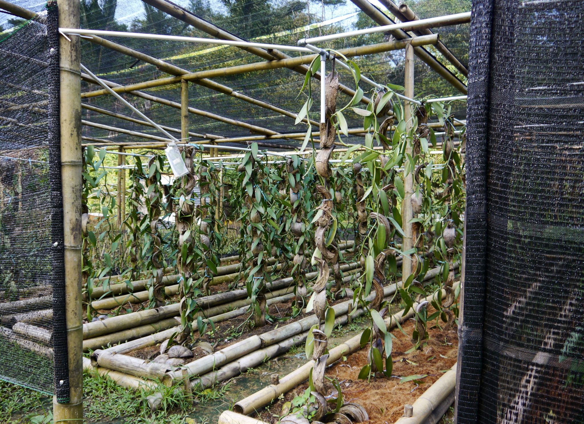 Traditional vanilla cultivation in Borneo (Sabah), Malaysia Horti