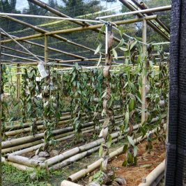 High quality vanilla organic cultivation in Borneo