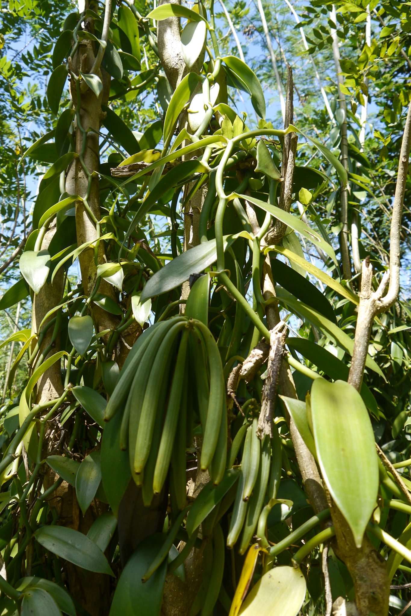 Photo report Traditional vanilla cultivation in Borneo (Sabah