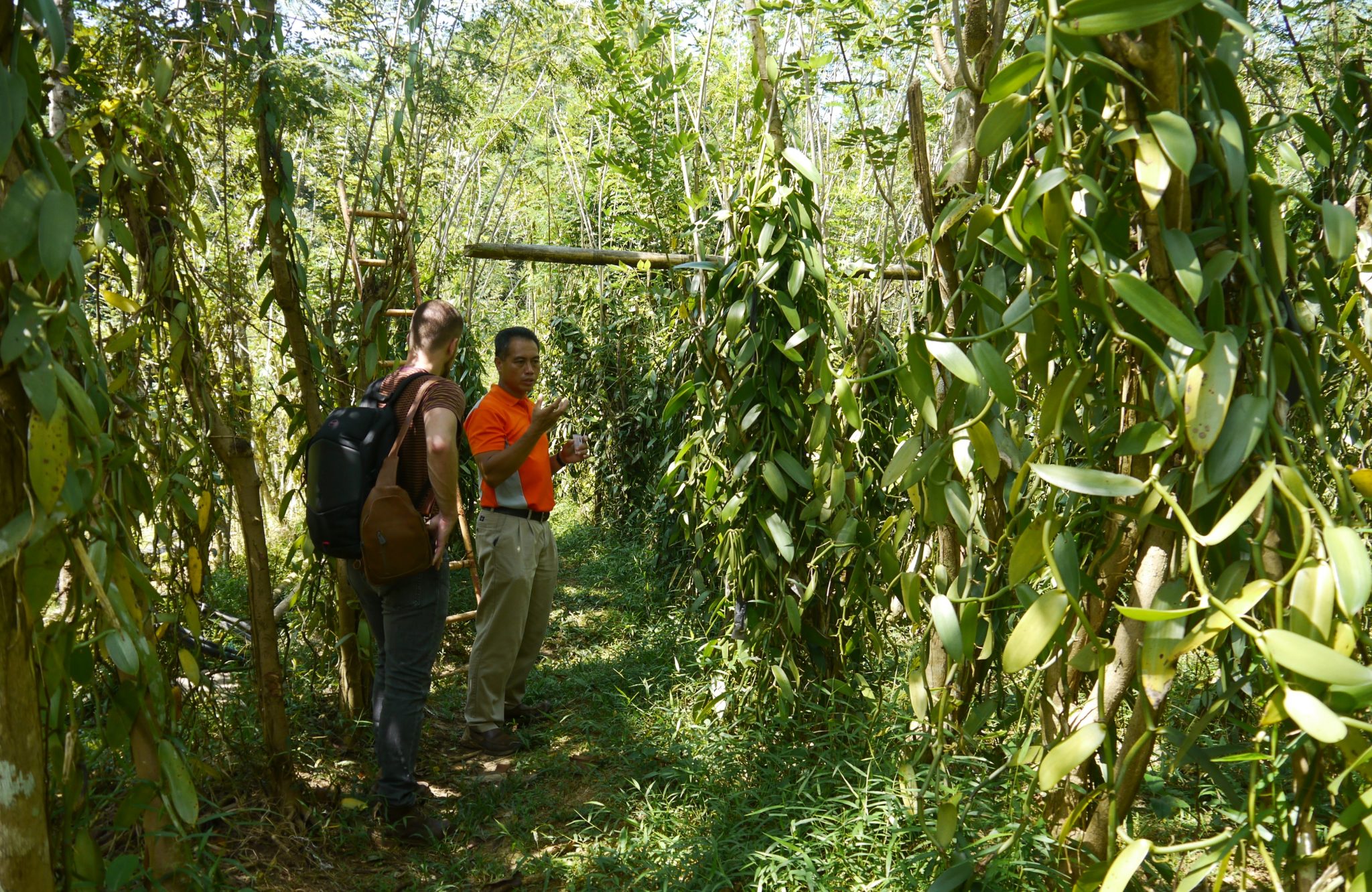 Traditional vanilla cultivation in Borneo (Sabah), Malaysia - Horti ...