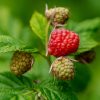 Intensive organic rapsberry cultivation under high-tunnel in North America
