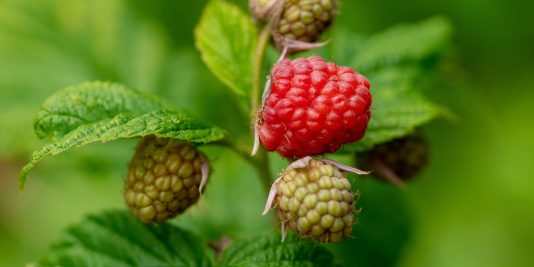 Intensive organic rapsberry cultivation under high-tunnel in North America