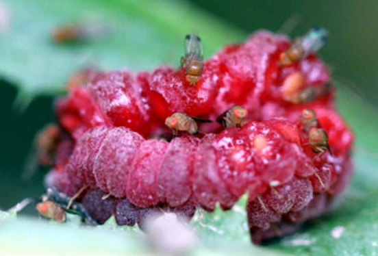 Spotted wing drosophila on raspberry fruit