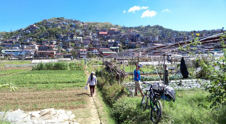 Strawberry hydroponic cultivation in the North of the Philippines ...