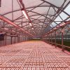 Optimal daily light integral for leafy greens crops with hydroponic system NFT