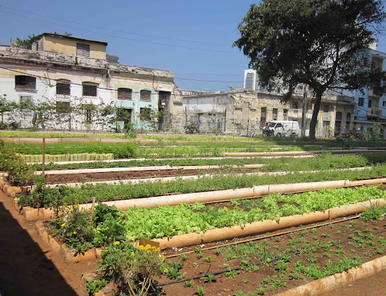 Collapsology study case: urban agriculture in Cuba, permaculture and mutual aid.