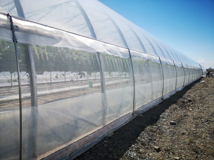 Roll-up sides and roof vent to improve the greenhouse air ventilation exchange capacity