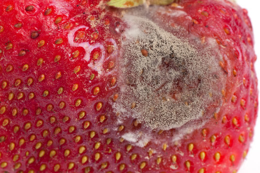 Botrytis mold on greenhouse strawberry