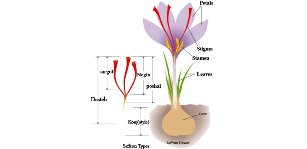 Introduction To Saffron Cultivation - Horti Generation