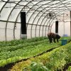 How to reach the food self-sufficiency with a greenhouse