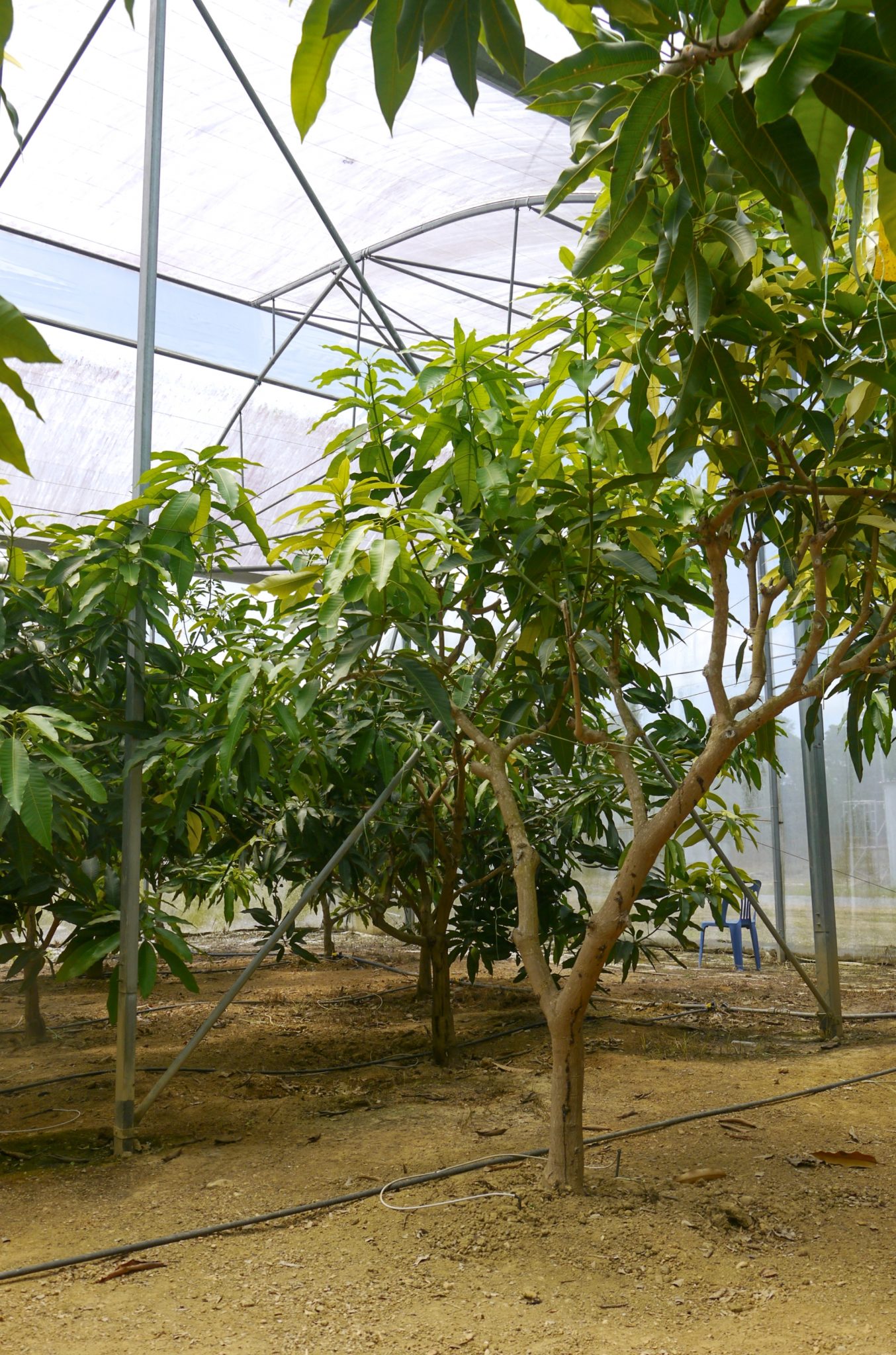 Photo report Malaysian mango trees cultivated under greenhouses