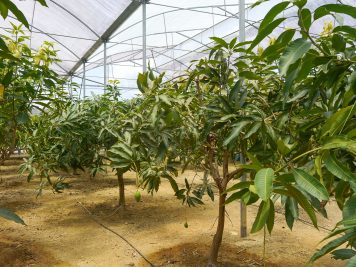 Árboles de mango malayos cultivados en invernaderos